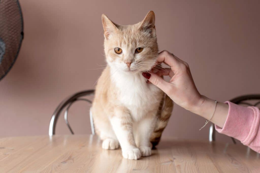 Cute red shorthair cat sits on the table, female hand stroking the cat indoors