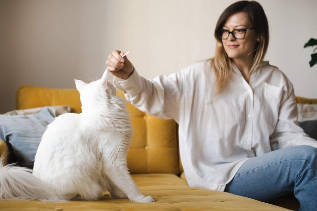 Attractive young caucasian brunette woman wearing white shirt, glasses sitting indoor on yellow sofa playing with big fluffy cat.Friendship,care,game with pet concept.Copy space for text