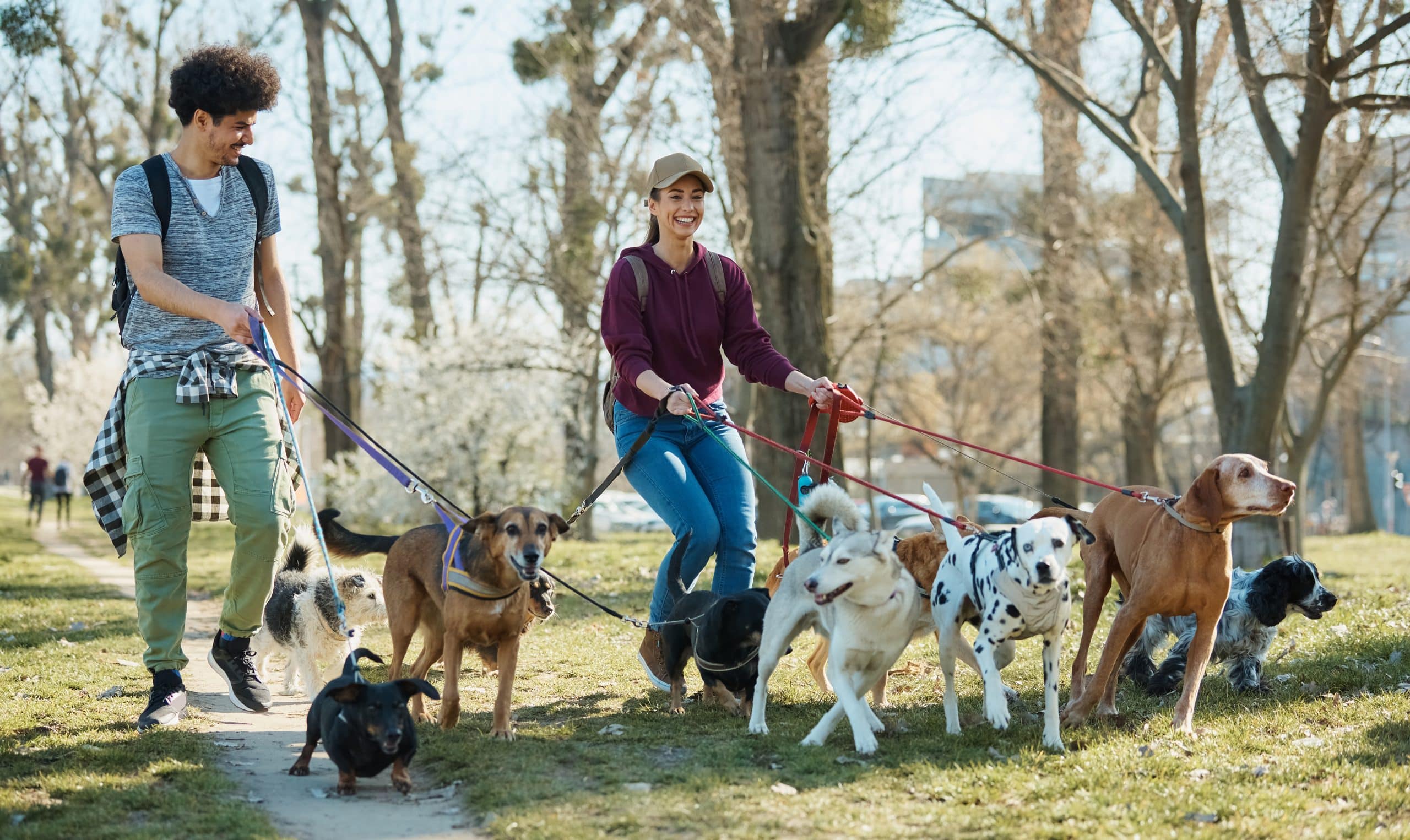 happy pet sitters walking group of dogs on a leash 2022 10 10 22 14 34 utc scaled 1.jpg
